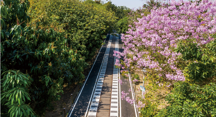嘉油鐵馬道
嘉義市最熱門的自行車騎乘路線之一,利用閒置中油舊鐵道改建而成,全長3,100公尺,可銜接至北回歸線天文館,是唯一橫跨縣市轄區的自車道;中央木棧道保留鐵軌外觀與枕木意象,兩側鋪設各2公尺寬的自行車專用道,沿線設有休憩涼亭、座椅及荷花池,兩側光臘樹合圍成蔭,徜徉於綠色隧道之中,可飽覽田野景致,與錯落於農村社區內磚瓦古厝,體驗嘉義市兼具城市與農村的獨特魅力。
地址:嘉義市西區世賢路四段、美源街口附近